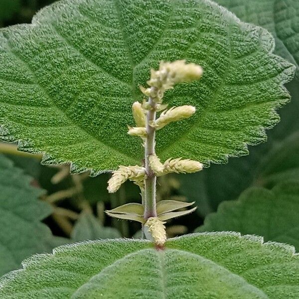 Boehmeria platanifolia Blomma