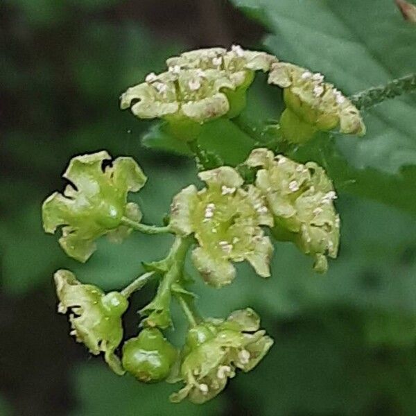 Ribes rubrum Кветка