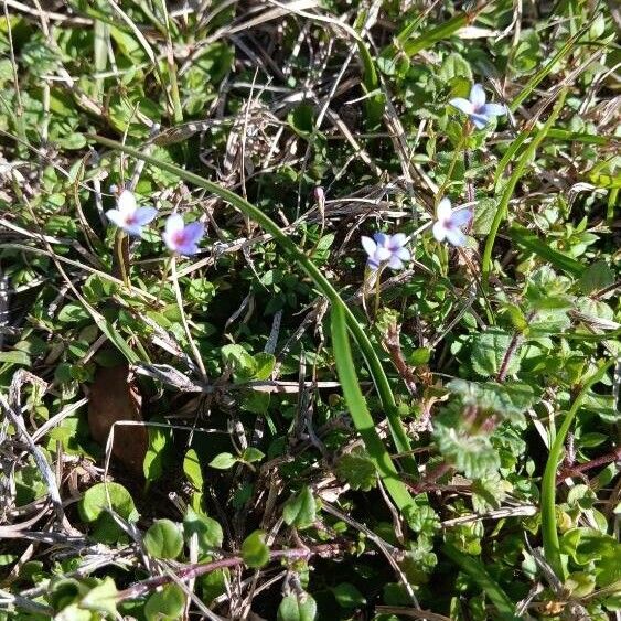 Houstonia pusilla Flower