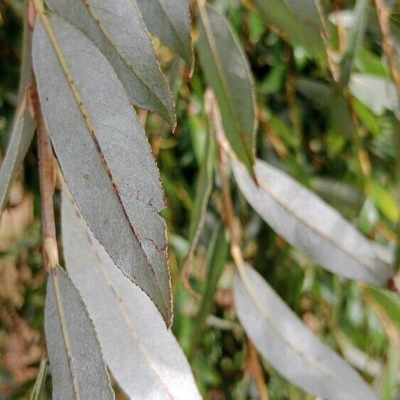 Salix alba Blatt