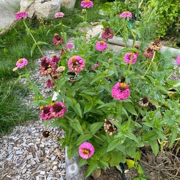 Zinnia elegans Характер