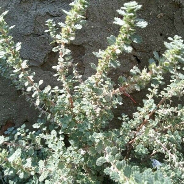 Forsskaolea tenacissima Leaf