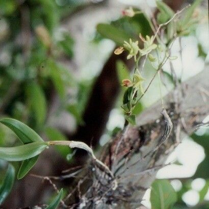 Dendrobium poissonianum Агульны выгляд