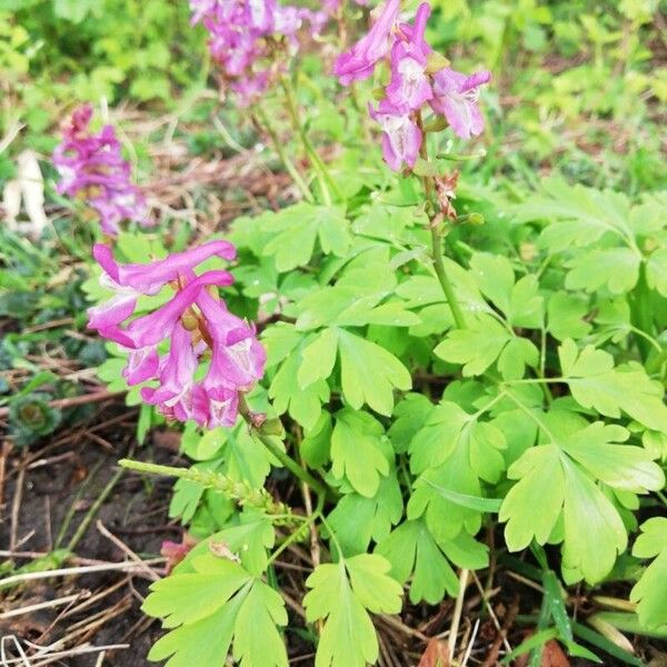 Corydalis cava Floare