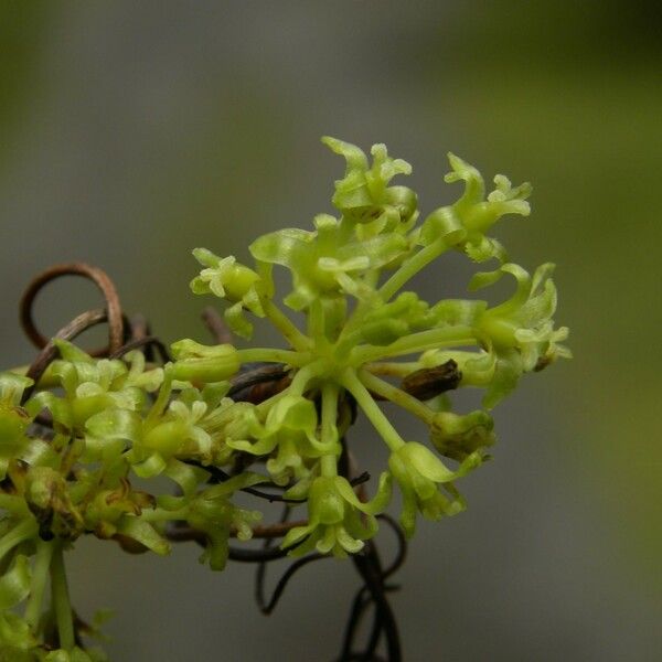 Smilax anceps Flower