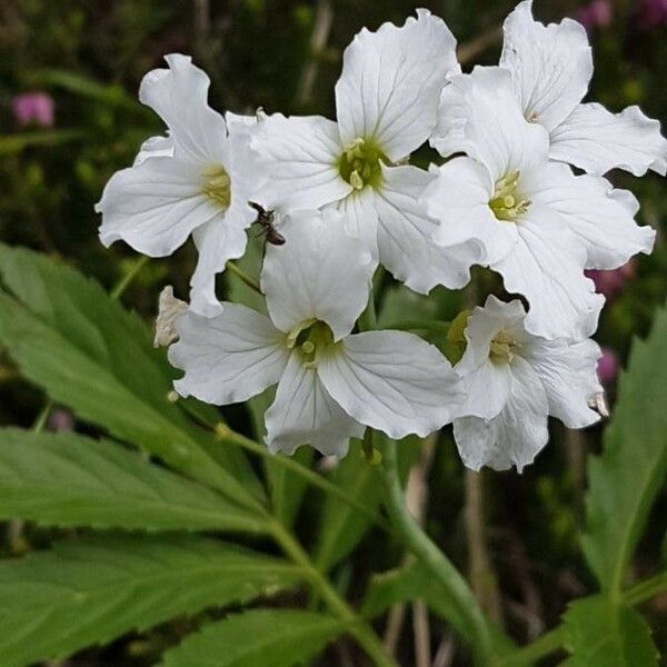 Cardamine heptaphylla Flower