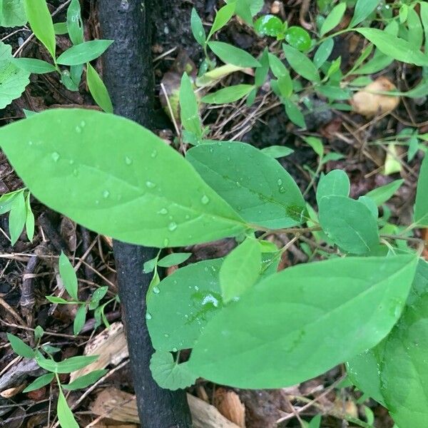 Lindera benzoin Folha