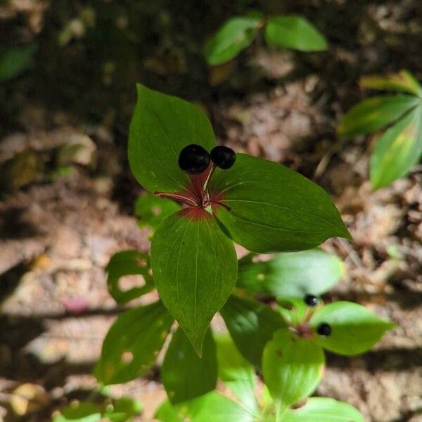 Medeola virginiana 葉