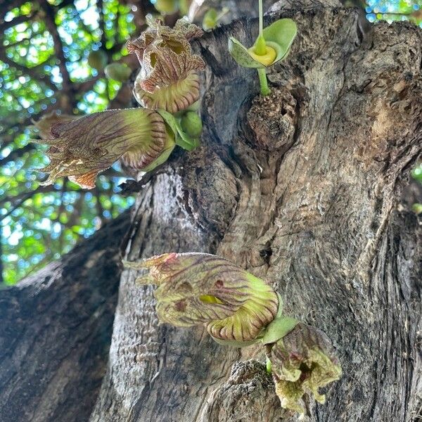 Crescentia alata Fiore