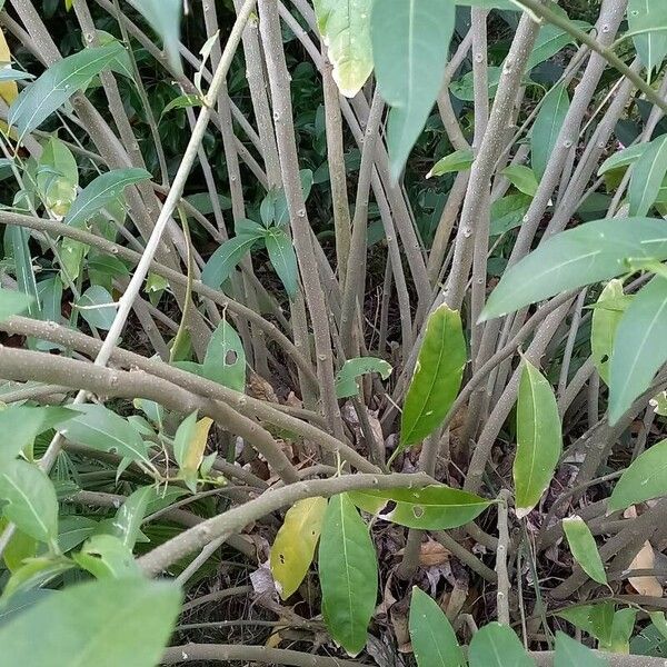 Cestrum parqui Kaarna