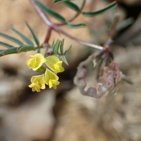 Hippocrepis ciliata Цветок