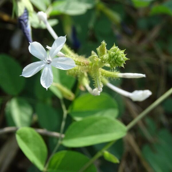 Plumbago zeylanica Květ