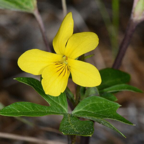 Viola lobata Virág