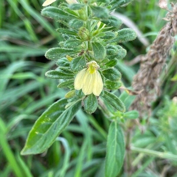 Justicia flava Flor