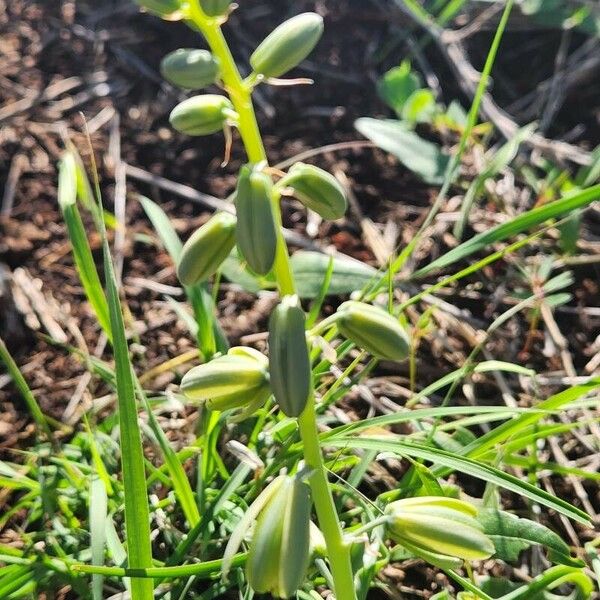 Albuca abyssinica Květ