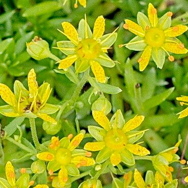 Saxifraga aizoides Flor