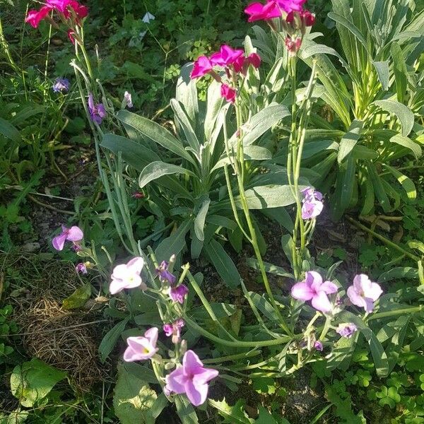 Matthiola incana Kukka