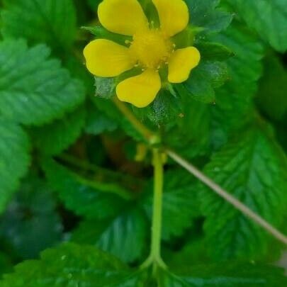 Potentilla indica Flower