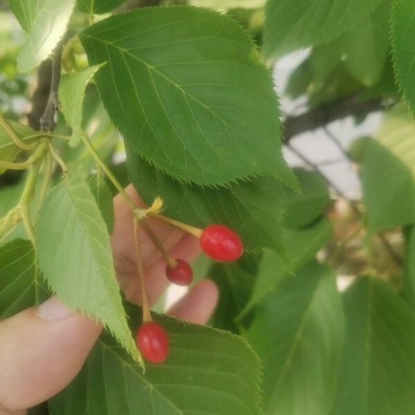Prunus cerasus Ovoce