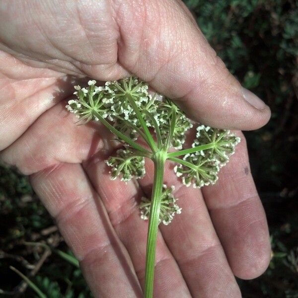 Conioselinum scopulorum Flower