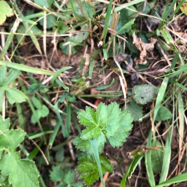 Potentilla reptans पत्ता