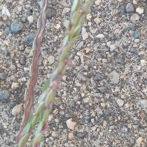 Digitaria sanguinalis Flors