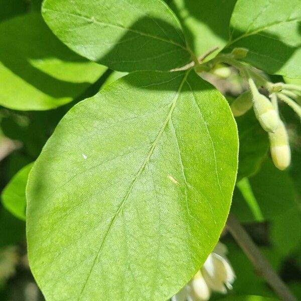 Styrax officinalis Yaprak