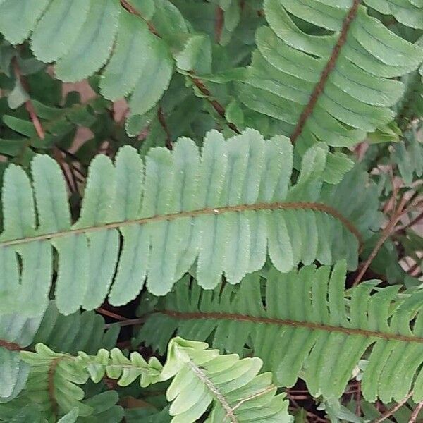 Nephrolepis cordifolia Leaf