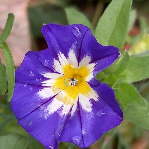 Convolvulus tricolor Kwiat