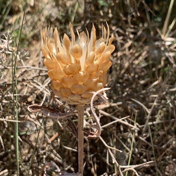 Leuzea conifera Flor