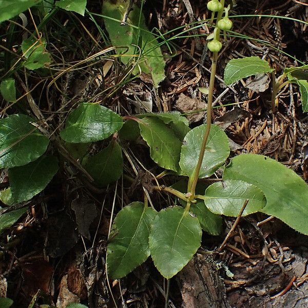 Orthilia secunda Liść