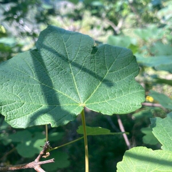 Acer opalus Feuille