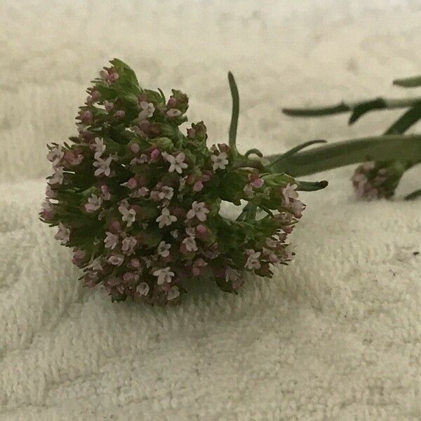 Valeriana calcitrapae Flower