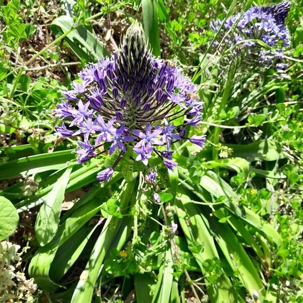 Scilla peruviana Хабит