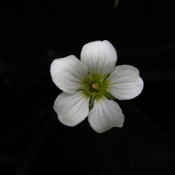 Parnassia nubicola Flower