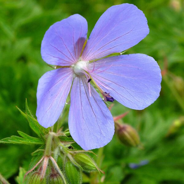 Geranium pratense Flor