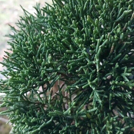 Juniperus chinensis Blad