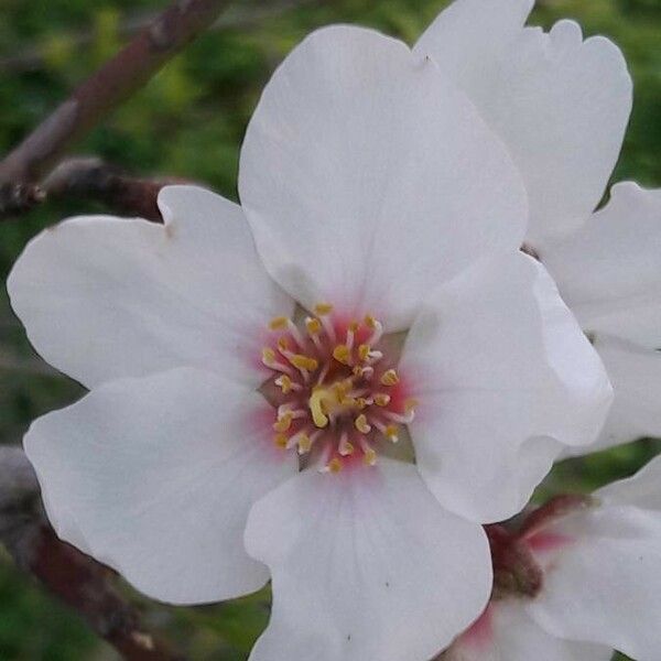 Prunus dulcis Flower