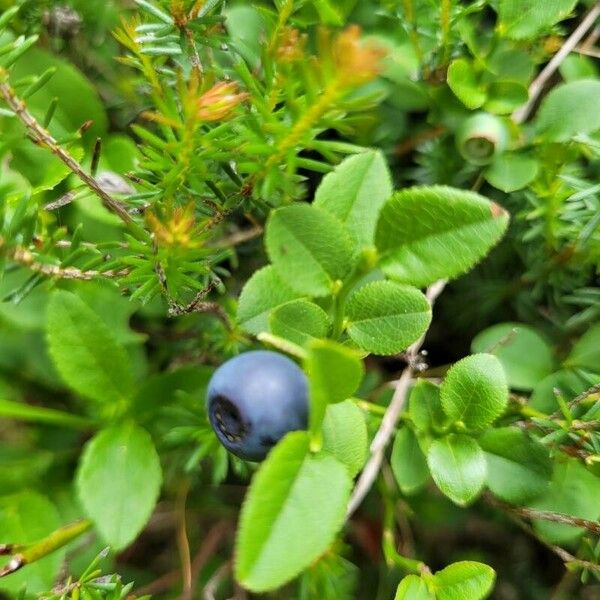 Vaccinium myrtillus Blad