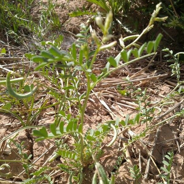 Astragalus arpilobus List