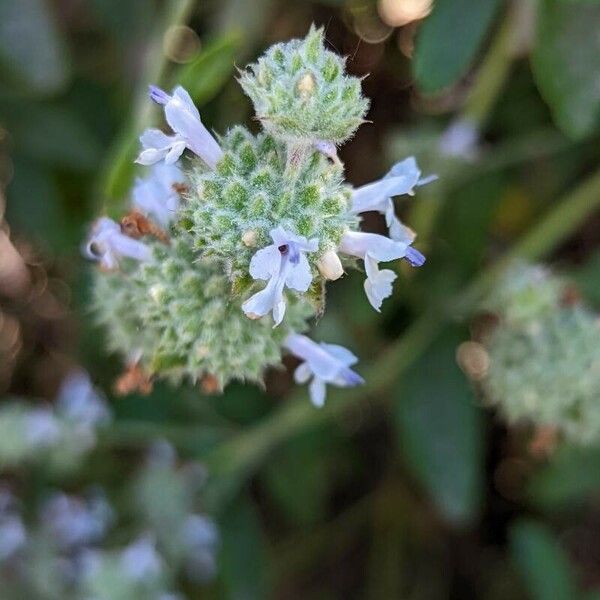 Salvia mellifera 花