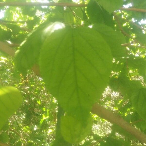 Morus alba Leaf