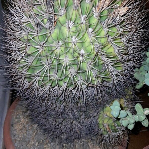 Gymnocalycium saglionis 葉