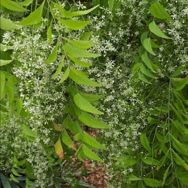 Azadirachta indica Flower