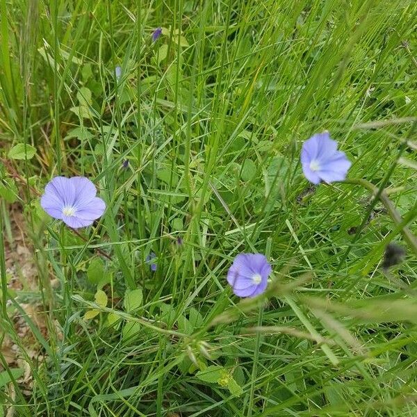 Linum usitatissimum Blüte