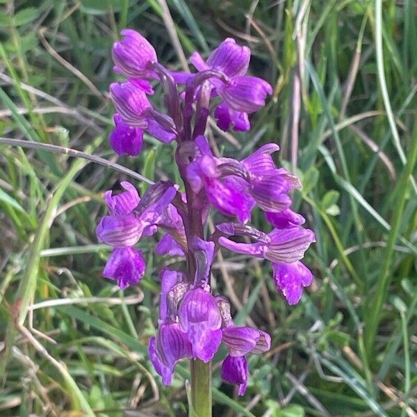 Anacamptis morio 花