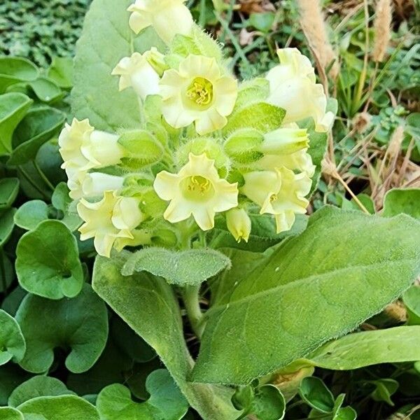 Nicotiana rustica Outro