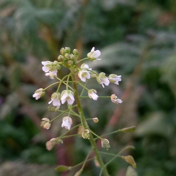 Capsella bursa-pastoris Flower