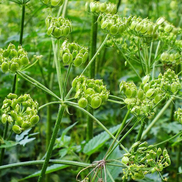 Heracleum sphondylium ഫലം