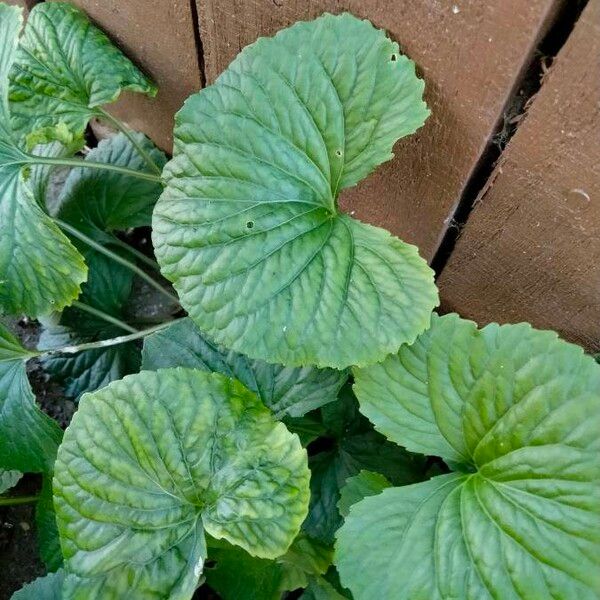 Viola pubescens Folha